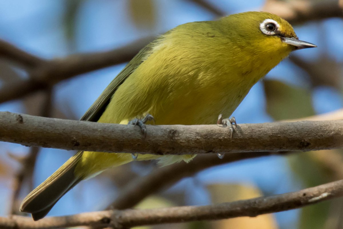 Cape White Eye